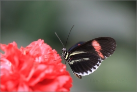 <p>eliconius erato (motýlí dům Jonsdorf, Německo</p>